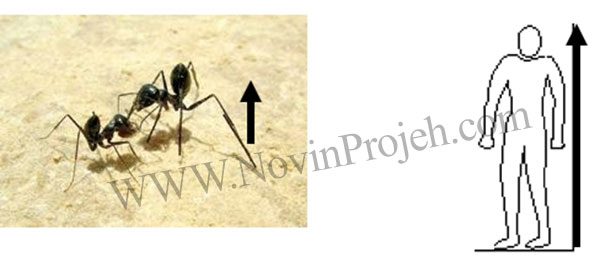 تفاوت انسان با مورچه