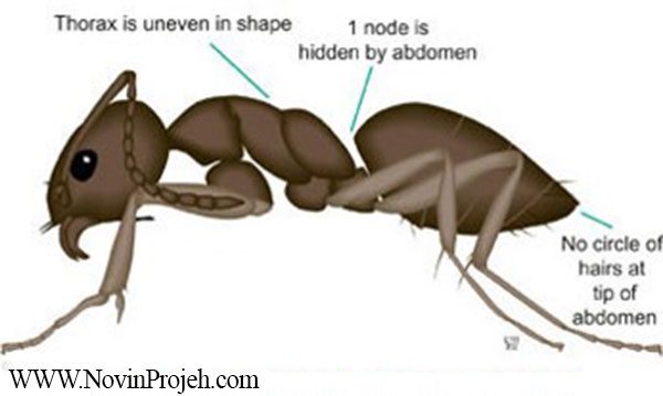 ابعاد مورچه